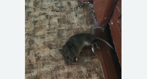 Дезинфекция от мышей в Восточном Бирюлево города Москвы