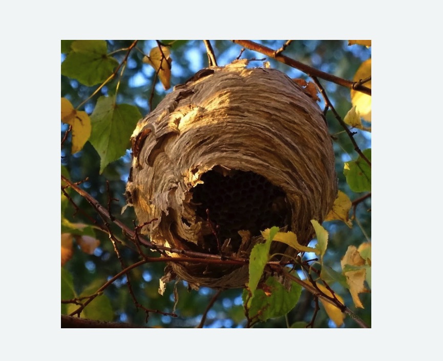 Обработка от шершней в Восточном Бирюлево города Москвы