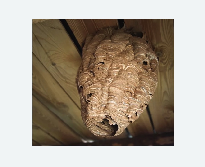 обработка от шершней в Восточном Бирюлево города Москвы