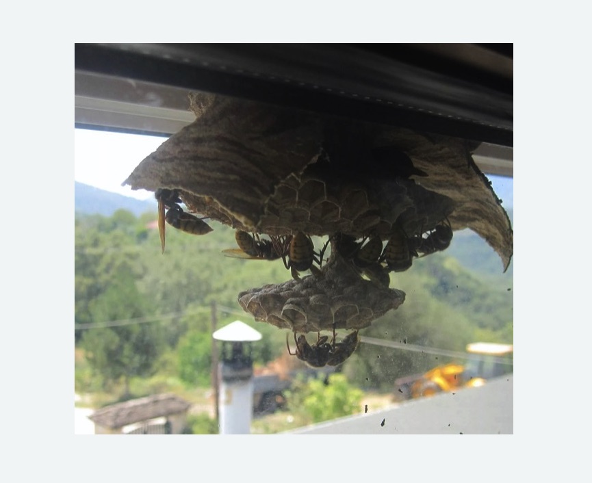 Уничтожение гнёзд шершней в Восточном Бирюлево города Москвы